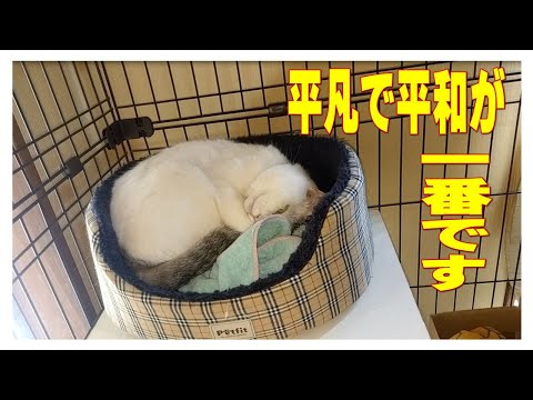 「猫動画」平凡で平和な日常　３ニャンズ