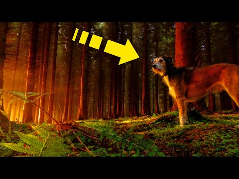 Video: Stepi koer: selle haruldase linnu kirjeldus ja levik