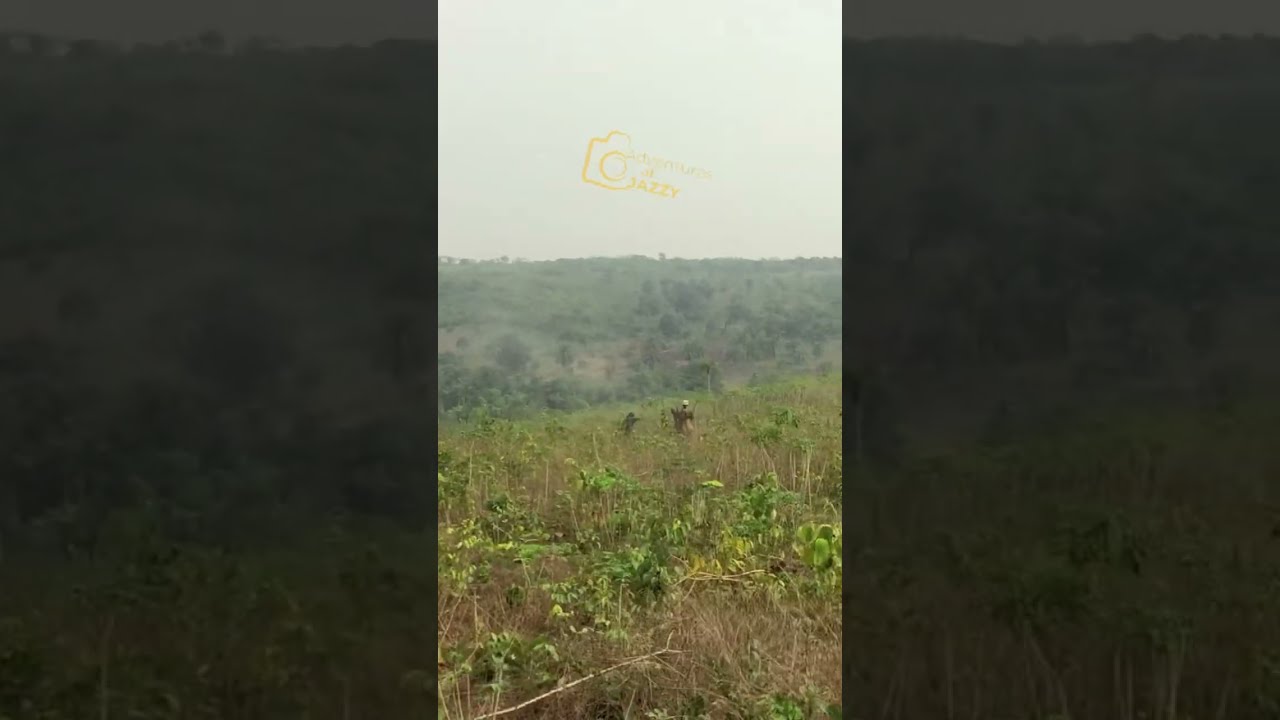 The Bushbuck Got One Inside Forest Already That Slowed It Unedited Version Whitetailbuck