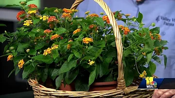 Lantanas can survive heat, don't need much water