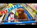 Golden Doodle PUPPY Goes Shopping!