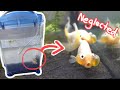 Rescuing Neglected Goldfish