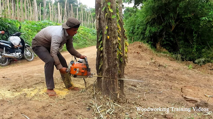 Trees Felling Videos Compilation! Tree Felling Wedges, Big Tree Felling In Forest 2022