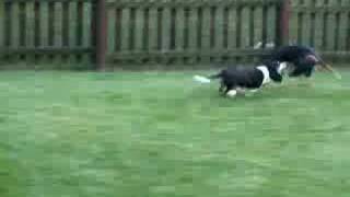 Doc the Basset & Sammy the Coonhound by lovebassetcrap 1,935 views 17 years ago 42 seconds