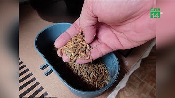 Mất mạng khi livestream ăn rết, tắc kè sống | VTC14