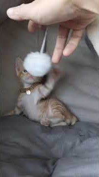 #cat #kucing