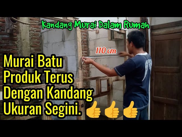 Ukuran Kandang Ternak Burung Murai Batu Part Ii Fasilitas ukuran kandang ternak murai batu yang ideal dalam rumah - YouTube