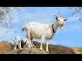 Uzgoj koza: Tri muže dnevno - više mleka!