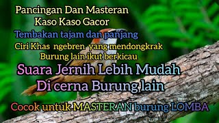 Pancingan Kaso Kaso Gacor || MASTERING BURUNG KICAU LOMBA | SUARA JERNIH