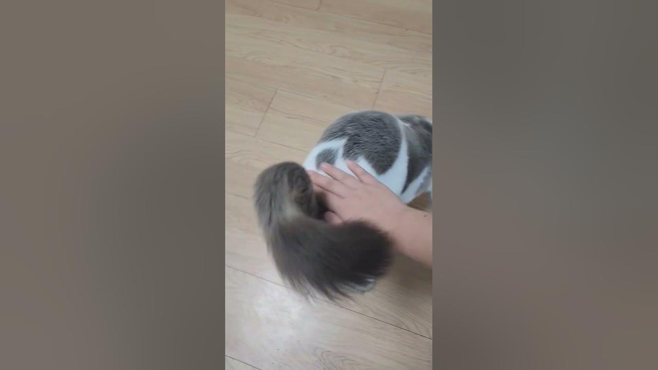 교태부리는 페로 #Shorts #랙돌 #Ragdoll #Cat #Funny #Love - Youtube