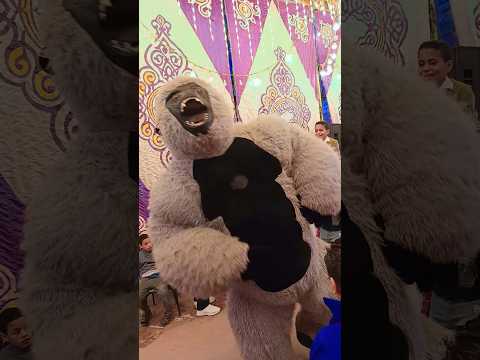 الغوريلا رقصت علي رجليها وضحك لركب   اكسبلور اضحك الغوريلا   مهرجانات