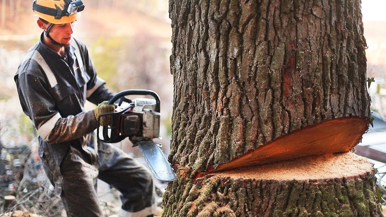 Cut them down. Cutting down Trees. Дерево бензопила клипарт. Cut off Trees. Девушки дерево пила.