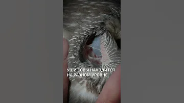 Уши совы находится не симметрично  - интересные факты о птицах