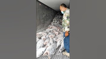 The process of unloading tuna from a large truck，a dangerous job.