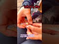 What is this #doctor #aseelbirds #roosterfarm #shortsfeed #animals #shorts #ytshorts #shortsviral