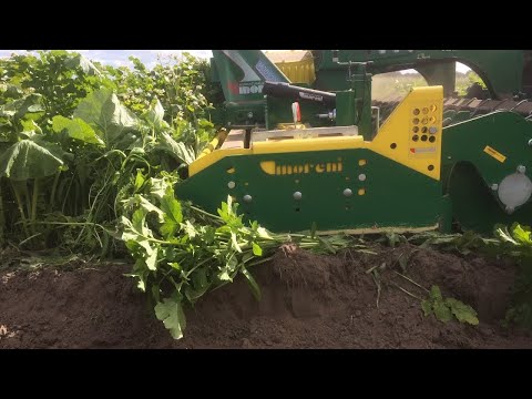 Video: Ebaühtlaste muru madalate kohtade täitmine – kuidas muru tasandada – aiandusteadmised