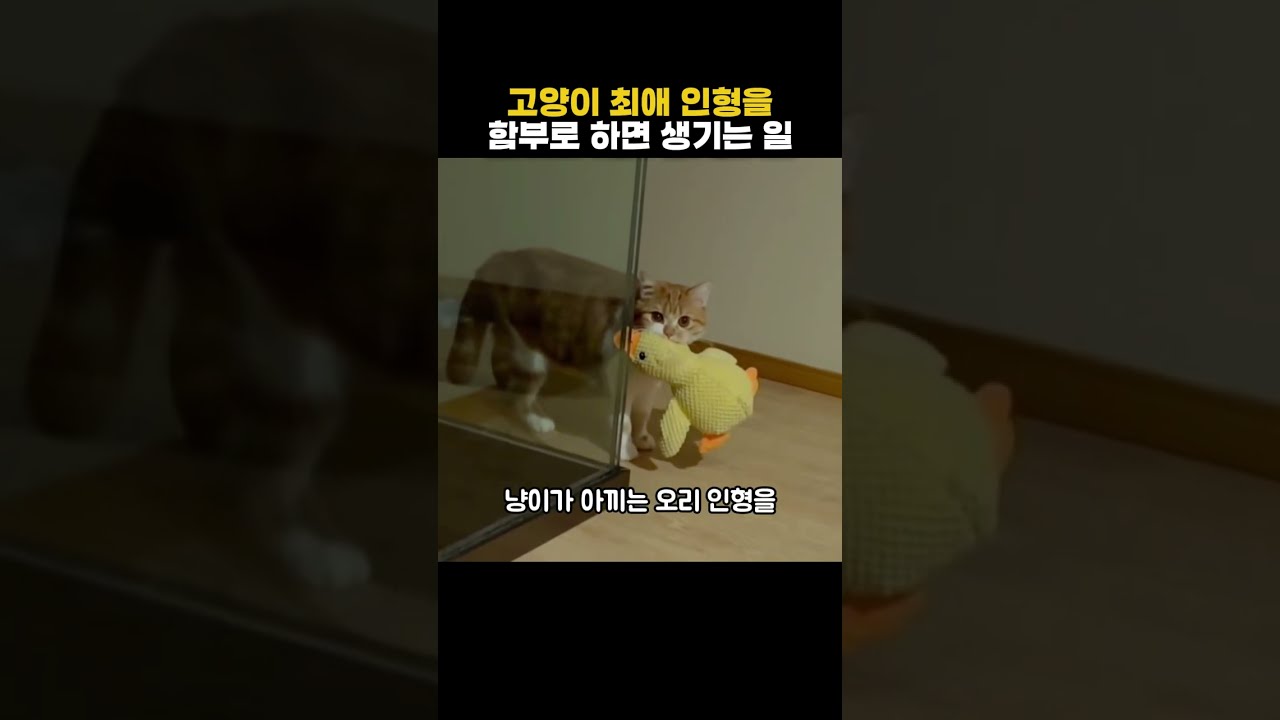 고양이 최애 인형을 함부로 하면 생기는 일