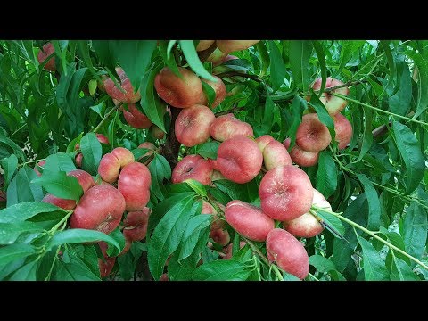 Video: Apricopitta Nrog Nectarines