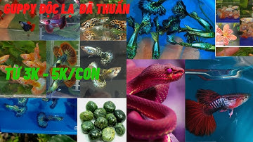 Guppy || Báo giá cá bảy màu giá rẻ dành cho người mới - cá lai tạo đã thuần - Tài Cây Cá Cảnh #37