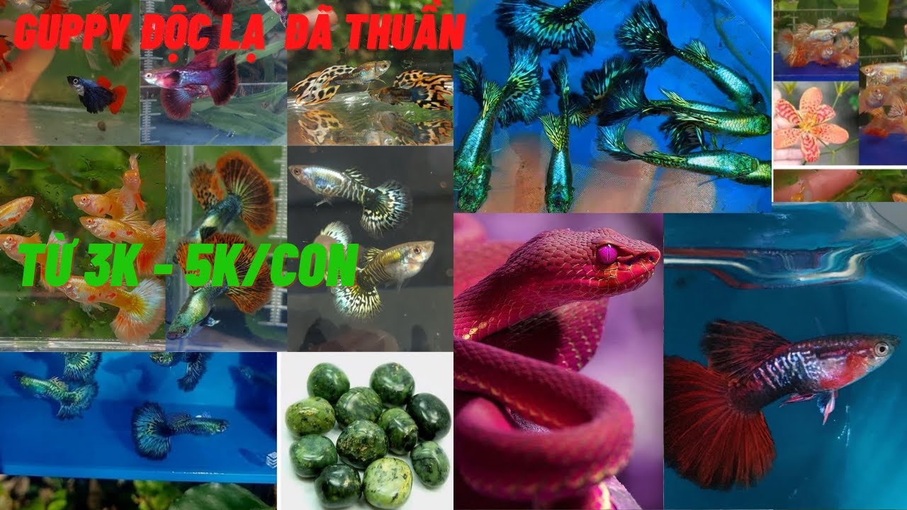 Guppy || Báo giá cá bảy màu giá rẻ dành cho người mới - cá lai tạo đã thuần - Tài Cây Cá Cảnh #37