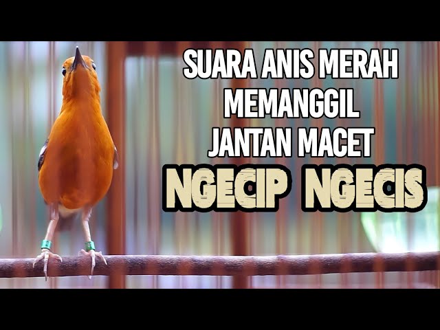 SUARA PANGGILAN ANIS MERAH NGECIP NGECIS 100% AMPUH MERANGSANG GACOR ANIS MERAH BISU class=