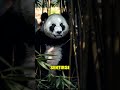 Pandas: ¿Estrés Por Ruido? 🐼