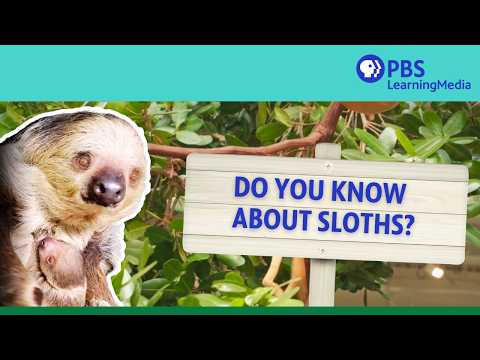 Do You Know About Sloths? | PBS LearningMedia