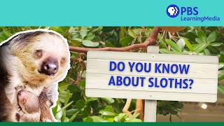 Do You Know About Sloths?