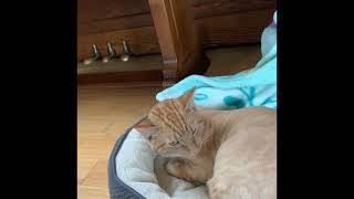 A long conversation with orange tabby Leo. by Jeremythevirus Huang 14 views 2 years ago 1 minute, 23 seconds