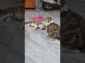 #căng đài rồi à dá riết dị con#sam #cat #mèocon #shorts