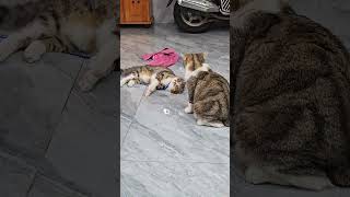 #căng đài rồi à dá riết dị con#sam #cat #mèocon #shorts