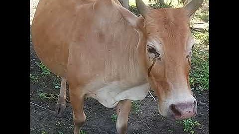 Sapi lucu Lembu Lembu Lucu Suara Sapi Sapi moo  #sapilucu #lembu #lembulucu