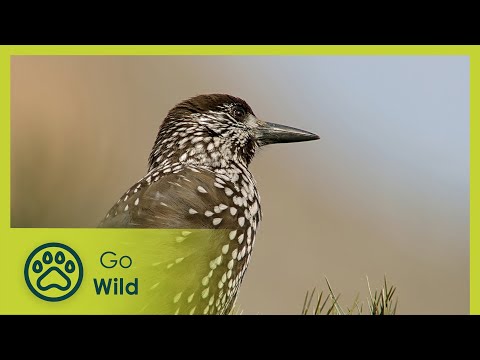 Winter in the Swiss Alps | Wild Faces of Switzerland | Go Wild