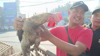 SUNDAY AT RANGGE MARKET GONDANG WETAN: CHECKING CHEAP AND EXPENSIVE BANGKOK CHICKEN PRICES