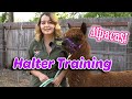 Alpaca Halter Training