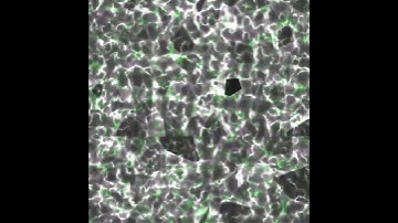 animated texture greyed green