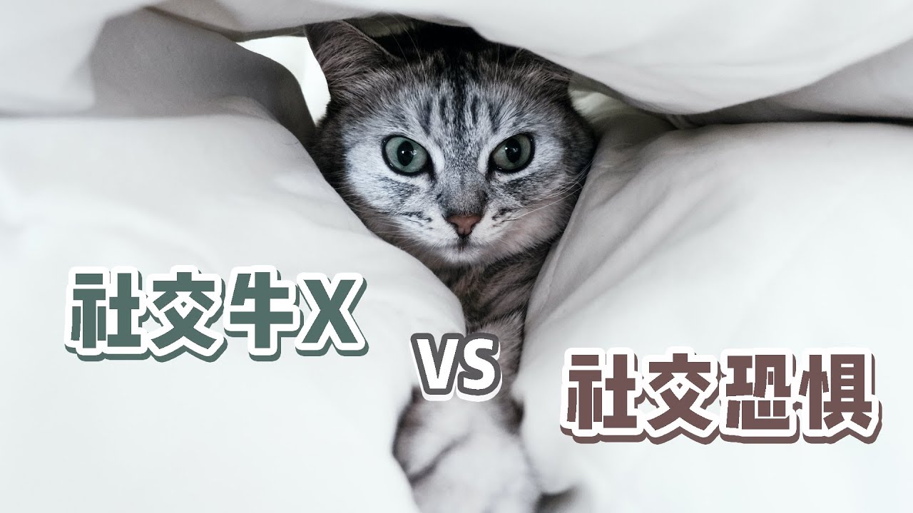 社牛猫or社恐猫?一招辨别猫咪的社交属性【宠物知识】 - YouTube