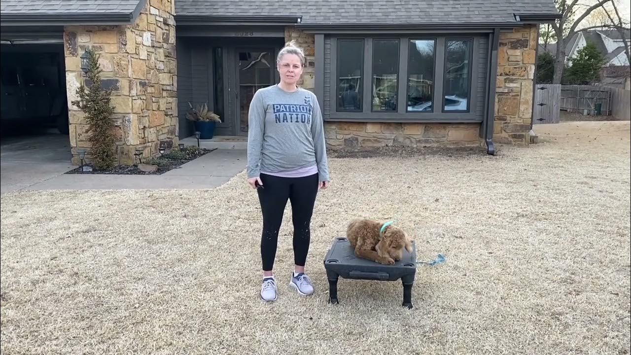 Dog Training Nashville Tennessee Tip Top K9 Reviews YouTube
