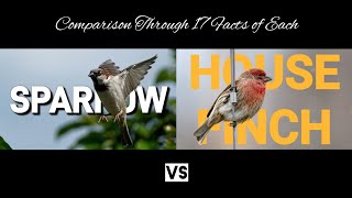 House Finch Vs Sparrow