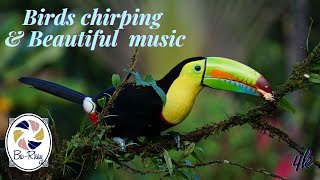 เสียงนกร้องกับดนตรีบำบัด ผ่อนคลาย สุขใจ Birds chirping Nature sounds and soft music for Relaxation. screenshot 5