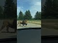 Huge Barbary Lion Walking Next To A Car!! #shorts