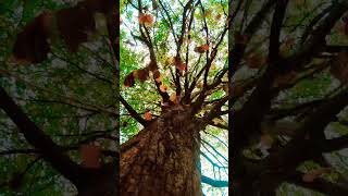 Leaves falling down from tree