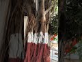 Bapasitaram temple bagdana....🙏🏻 #bagdana #bapasitaram #edit #editing #capcut #news #shorts