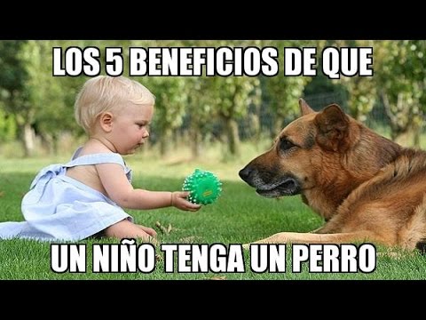 Video: Acerca de la laringitis canina