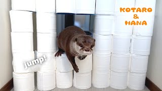 カワウソにトイレットペーパーチャレンジしてみたら驚きの結果に！　Otters React to The Toilet Paper Challenge