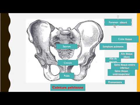 Vidéo: Quels os composent la ceinture pelvienne ?