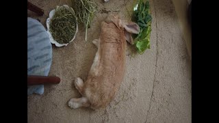 【ホーランドロップのクー!】Coo is Holland Lop. no.66