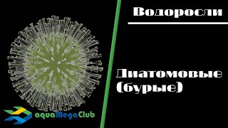 Как побороть диатомовые (бурые) водоросли в аквариуме?