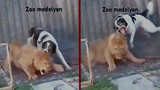 Tigre Vs Alabai, Este Perro Humilla A Este León, El León Es Aún Joven