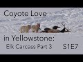 Coyote love  behind the lens  s1e7  inspire wild media